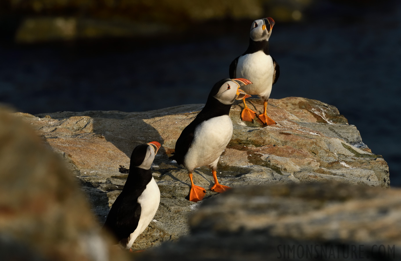 Fratercula arctica [400 mm, 1/1000 sec at f / 16, ISO 1600]